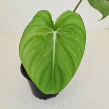 Load image into Gallery viewer, Philodendron Pastazanum or Dean McDowell? - Rooted tip cutting