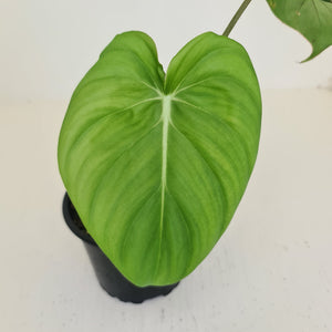 Philodendron Pastazanum or Dean McDowell? - Rooted tip cutting