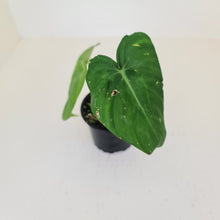 Load image into Gallery viewer, Philodendron Pastazanum or Dean McDowell? - Rooted tip cutting