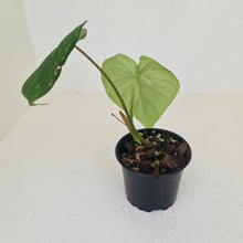 Load image into Gallery viewer, Philodendron Pastazanum or Dean McDowell? - Rooted tip cutting