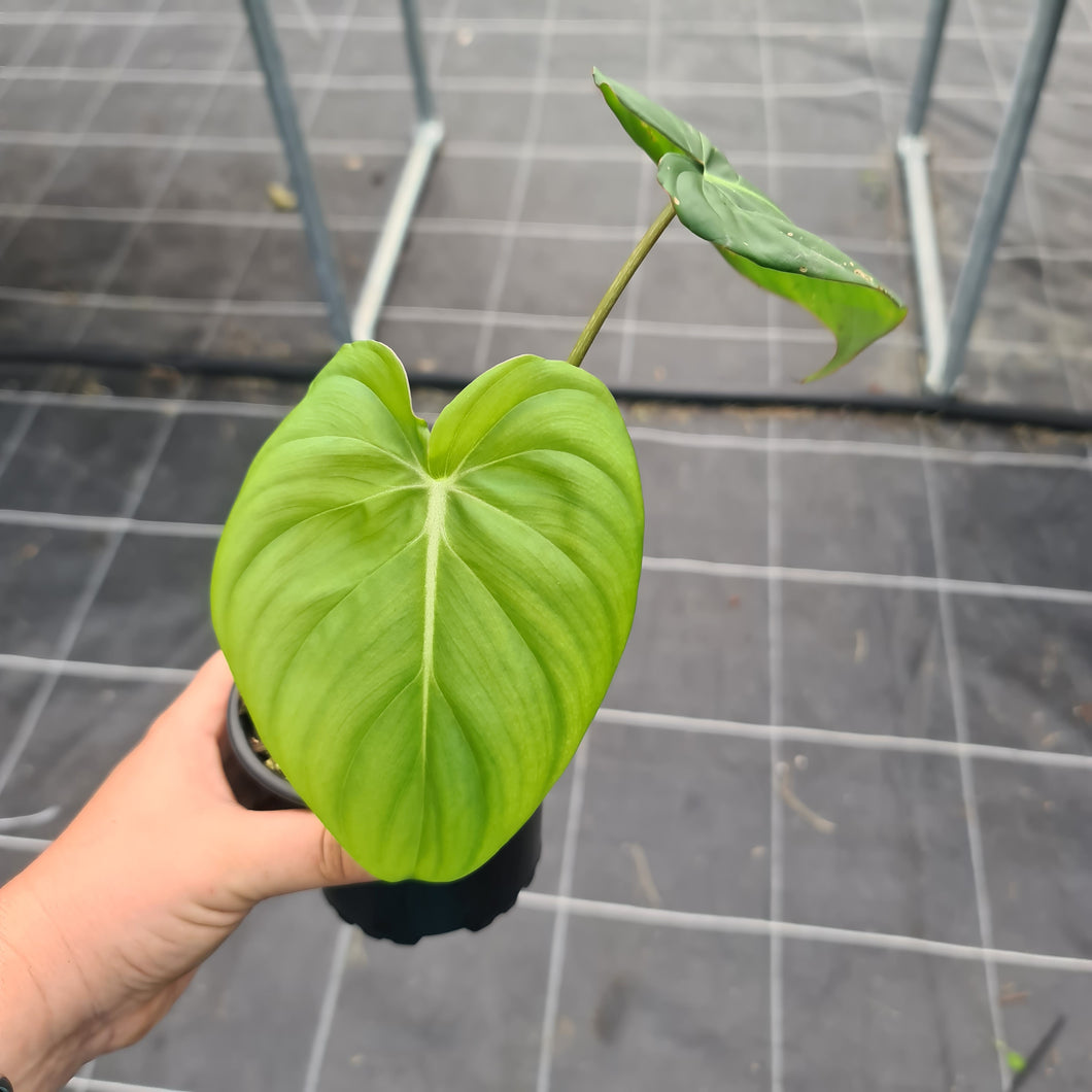 Philodendron Pastazanum or Dean McDowell? - Rooted tip cutting