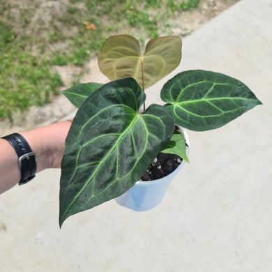 #1 Anthurium 'Velvet Shadow'