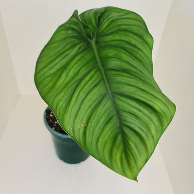 Philodendron Tenue x Plowmanii - Well rooted tip cutting
