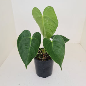 Anthurium Veitchii hybrid