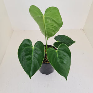 Anthurium Veitchii hybrid