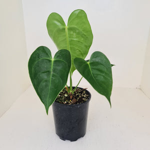 Anthurium Veitchii hybrid