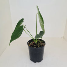 Load image into Gallery viewer, Anthurium Veitchii hybrid