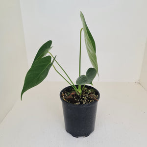 Anthurium Veitchii hybrid