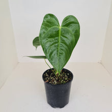 Load image into Gallery viewer, Anthurium Veitchii hybrid