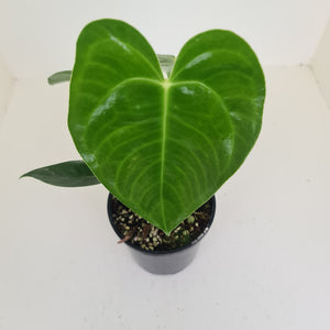 Anthurium Veitchii hybrid