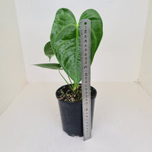 Load image into Gallery viewer, Anthurium Veitchii hybrid