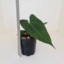 Load image into Gallery viewer, Anthurium &#39;Black Sensation&#39; x