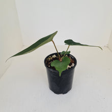 Load image into Gallery viewer, Anthurium &#39;Black Sensation&#39; x
