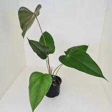 Load image into Gallery viewer, Anthurium Bosworth Beauty