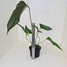 Load image into Gallery viewer, Anthurium Bosworth Beauty