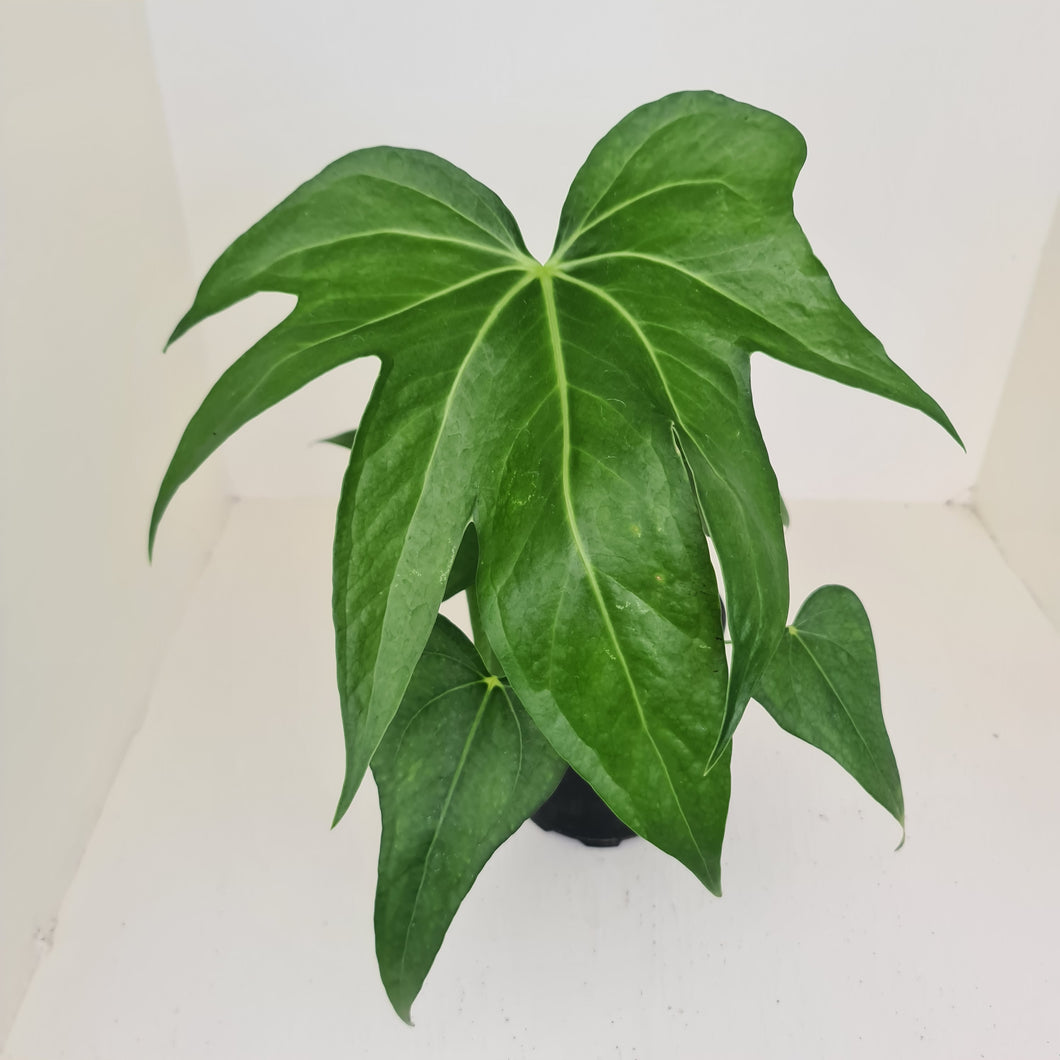 Anthurium Pedatoradiatum