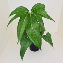 Load image into Gallery viewer, Anthurium Pedatoradiatum