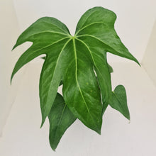 Load image into Gallery viewer, Anthurium Pedatoradiatum