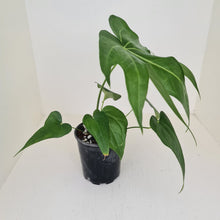 Load image into Gallery viewer, Anthurium Pedatoradiatum