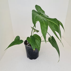 Anthurium Pedatoradiatum