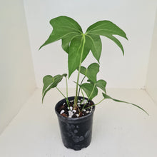 Load image into Gallery viewer, Anthurium Pedatoradiatum