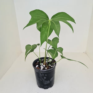 Anthurium Pedatoradiatum