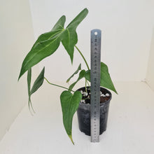 Load image into Gallery viewer, Anthurium Pedatoradiatum