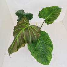 Load image into Gallery viewer, Philodendron Corsinianum / &#39;Bronze Shield&#39;