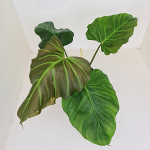 Philodendron Corsinianum / 'Bronze Shield'