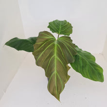 Load image into Gallery viewer, Philodendron Corsinianum / &#39;Bronze Shield&#39;