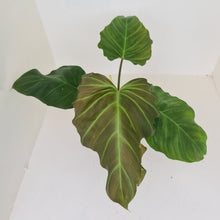 Load image into Gallery viewer, Philodendron Corsinianum / &#39;Bronze Shield&#39;