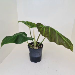 Philodendron Corsinianum / 'Bronze Shield'