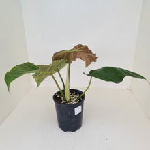 Load image into Gallery viewer, Philodendron Corsinianum / &#39;Bronze Shield&#39;