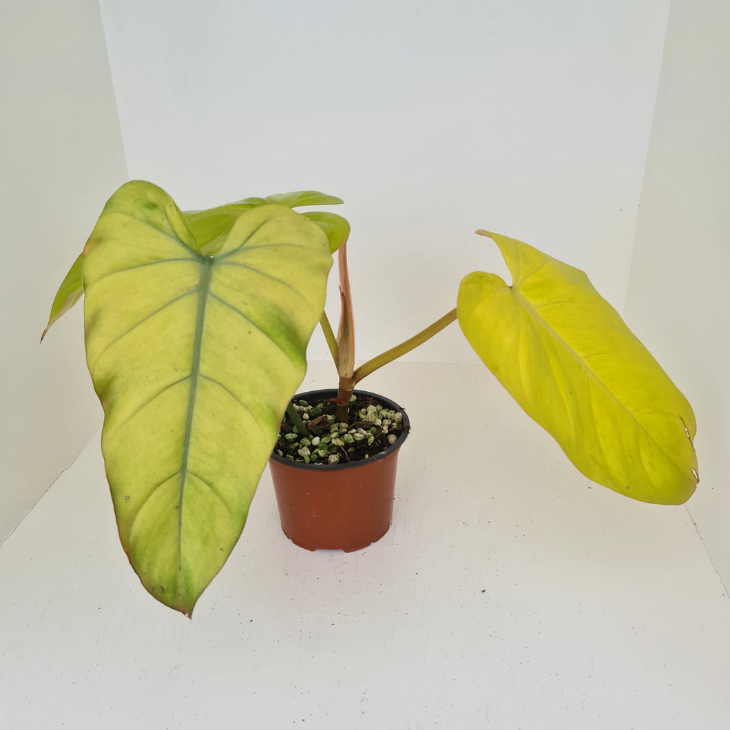 Philodendron Golden Erubescens