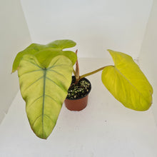 Load image into Gallery viewer, Philodendron Golden Erubescens