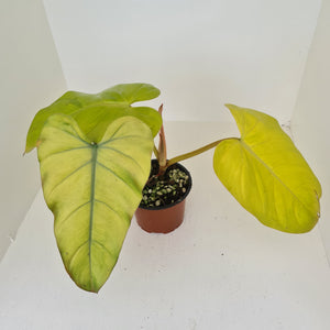 Philodendron Golden Erubescens