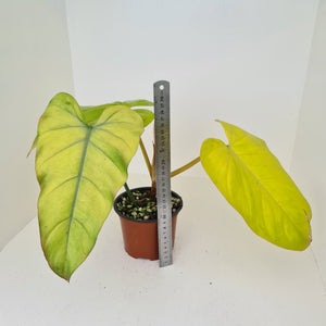 Philodendron Golden Erubescens