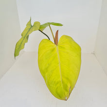 Load image into Gallery viewer, Philodendron Golden Erubescens