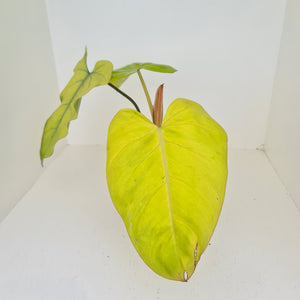 Philodendron Golden Erubescens