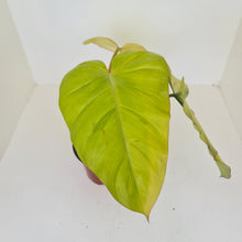 Load image into Gallery viewer, Philodendron Golden Erubescens