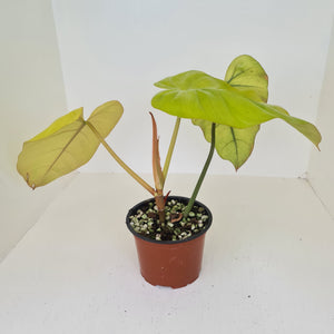 Philodendron Golden Erubescens