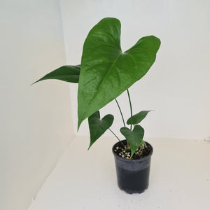 Anthurium Watermaliense