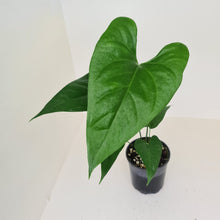 Load image into Gallery viewer, Anthurium Watermaliense