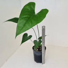 Load image into Gallery viewer, Anthurium Watermaliense