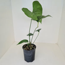 Load image into Gallery viewer, Anthurium Watermaliense