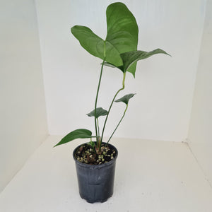 Anthurium Watermaliense