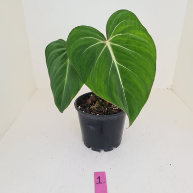 #1 Philodendron Gloriosum