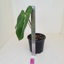 Load image into Gallery viewer, #1 Philodendron Gloriosum