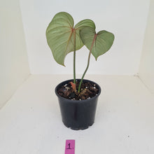 Load image into Gallery viewer, #1 Philodendron Gloriosum