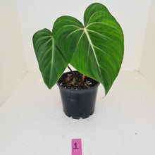 Load image into Gallery viewer, #1 Philodendron Gloriosum